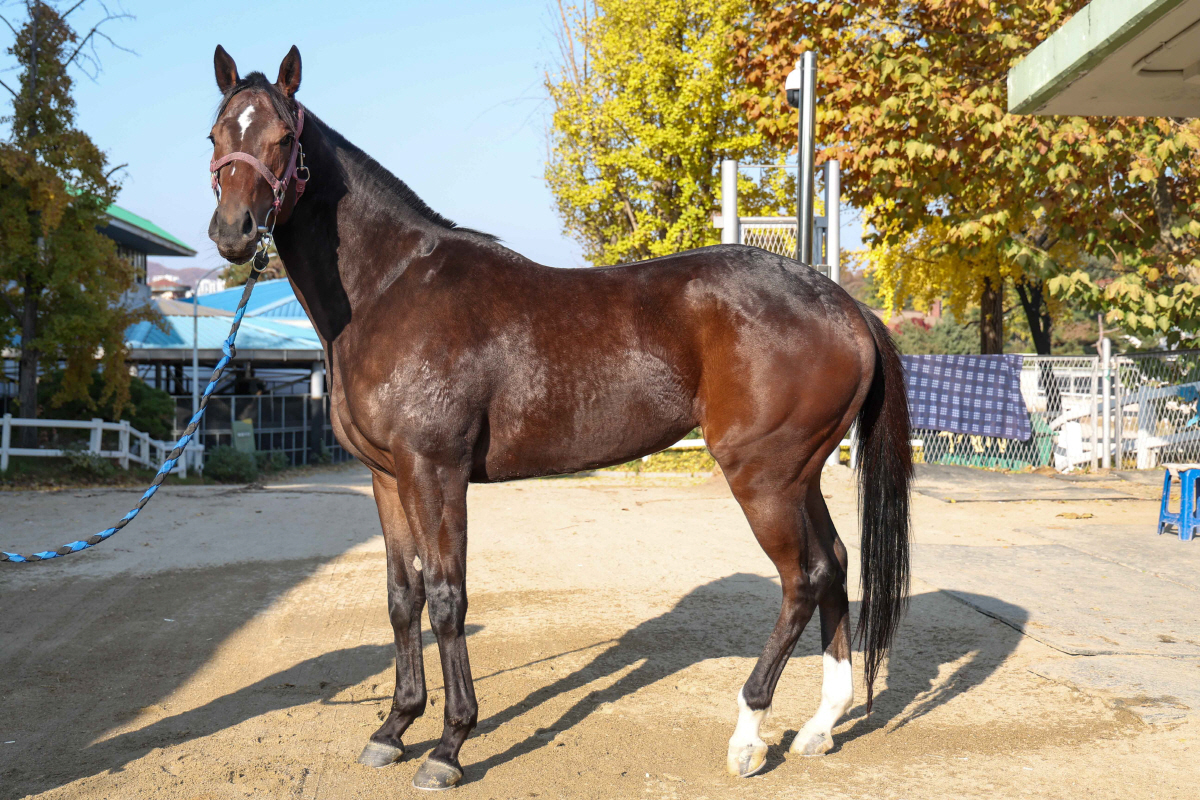 예측불가 2세마 격돌…과천벌 호령할 승자는