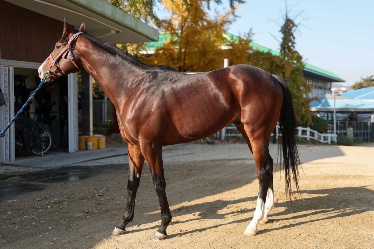 예측불가 2세마 격돌…과천벌 호령할 승자는