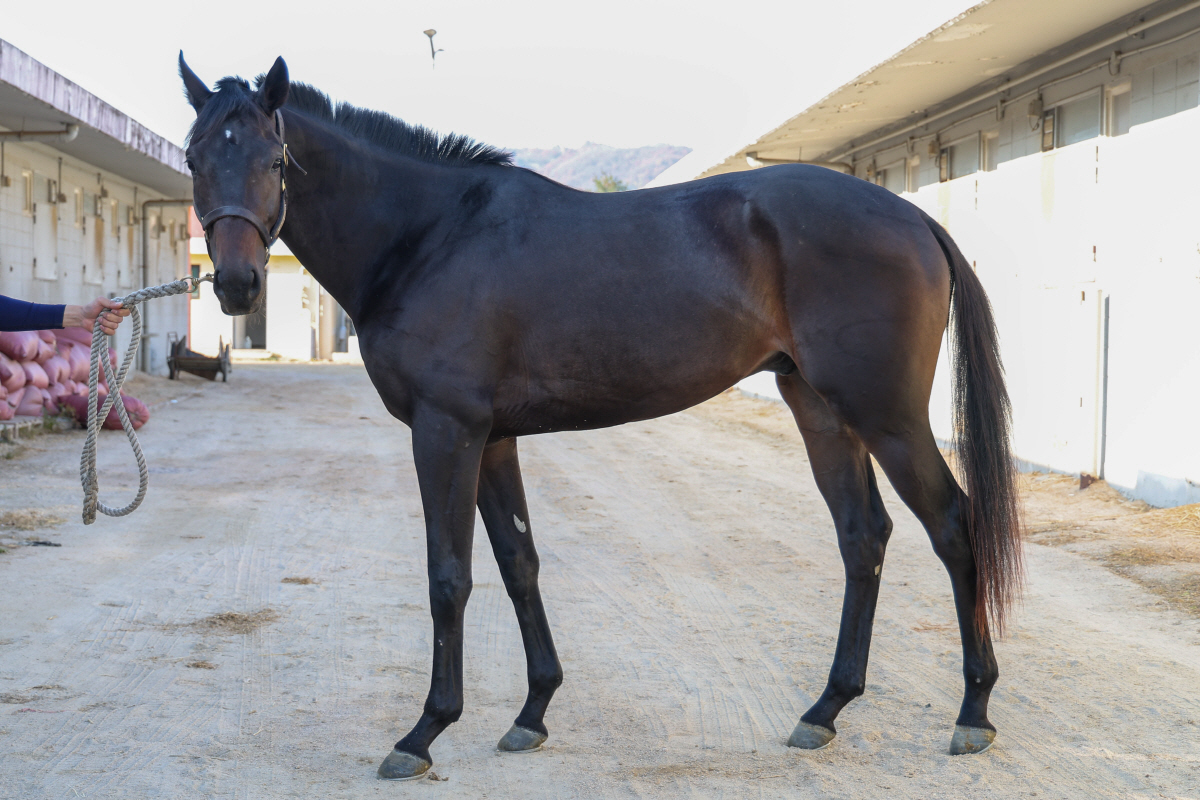 예측불가 2세마 격돌…과천벌 호령할 승자는