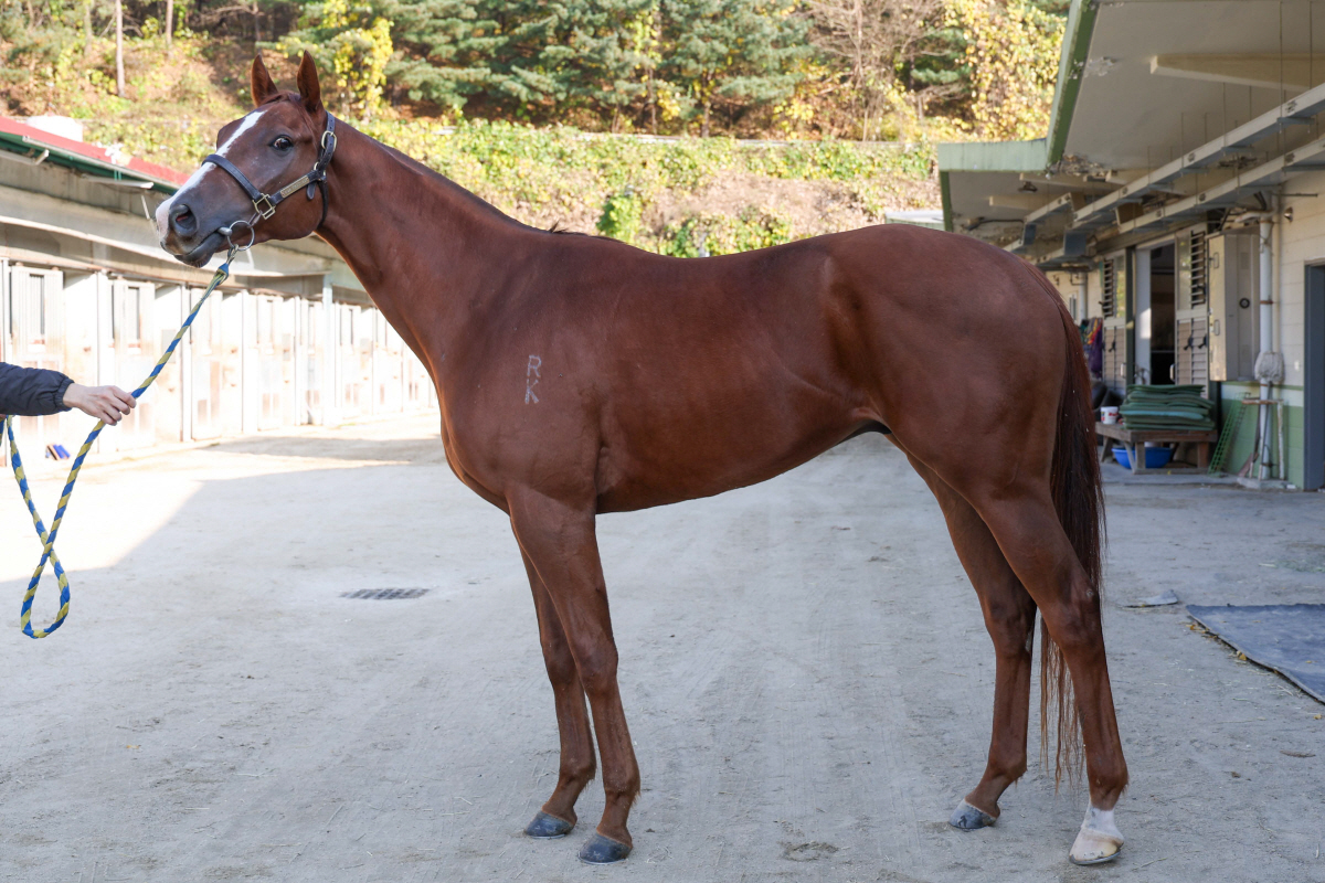 예측불가 2세마 격돌…과천벌 호령할 승자는