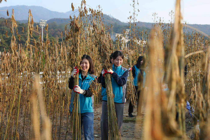마사회 탄소중립 캠페인 '심어서 감탄해', 탄소흡수식물 케나프 재배로 23톤 탄소 잡았다