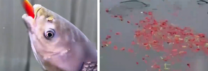 물고기에게 하루 5톤 고추 먹이는 양식장 "맛이 더 좋아"…"마늘만 넣으…