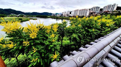 (울산=연합뉴스) 울산 태화루 앞 절벽에 군락을 이루고 있는 모감주나무꽃. 울산시는 이 꽃을 감상하는 '태화강 생태관광자원 명소 체험행사'를 6월 21일부터 7월 4일까지 연다. 2021.6.21 [울산시 제공. 재판매 및 DB 금지] canto@yna.co.kr