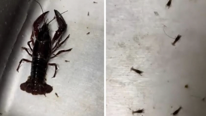 저녁 메뉴 바닷가재 갑자기 출산 '깜짝'…"고아 만들지 말아야"