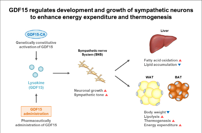 비만 치료 새 실마리 찾았다…호르몬 통한 교감신경 촉진으로 에너지 소비 …