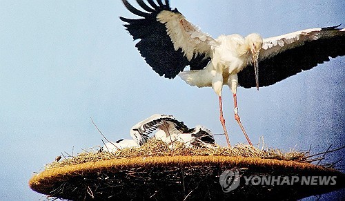 (부안=연합뉴스) 전북 부안군은 전날 송전탑에 둥지를 틀어 감전 우려가 있는 천연기념물 제199호 황새를 인공 둥지 탑으로 옮겼다고 26일 밝혔다. 2025.6.26 [부안군 제공. 재판매 및 DB 금지] jaya@yna.co.kr