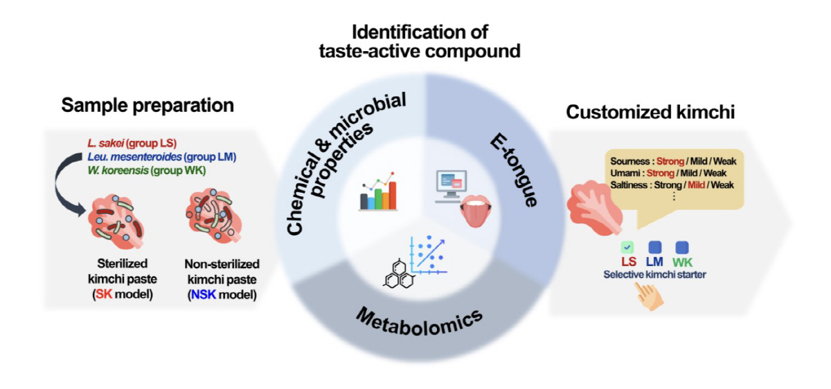 "김치 맛, 미생물 종류 따라 달라…발효 미생물별 대사물질 조합으로 '정…