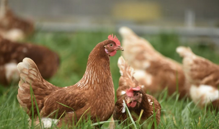 인간 첫 H5N5 조류독감 감염 사례 발생…美 당국 "사람 간 전파 증거…