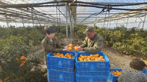 창원 시설하우스 천혜향 수확 시작…