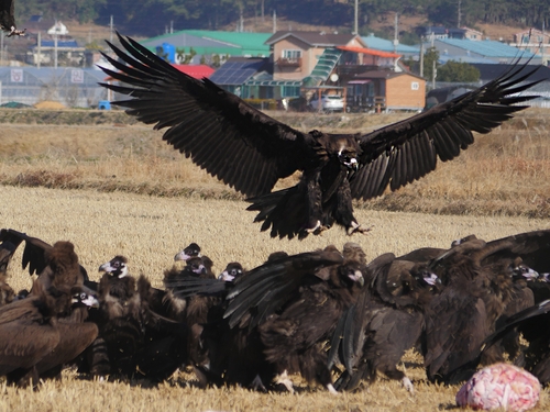 3천㎞ 날아 경남 고성 찾은 몽골 독수리떼…월동 맞춰 생태체험·축제