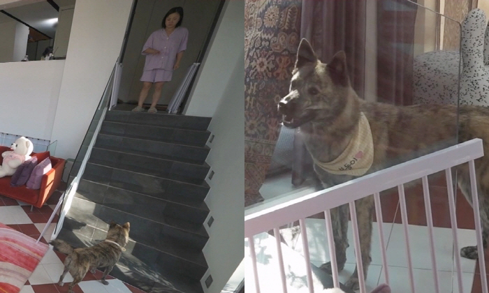 박나래, 돌아가신 조부모가 키운 진돗개 입양..55억 집도 싹 바꿨다 (…