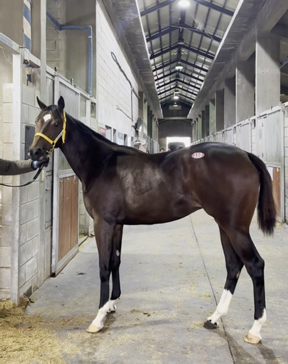 닉스고 자마, 1세 경주마 경매에서 최고가 기록