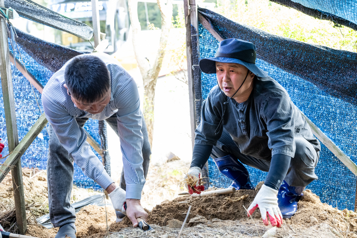 추위 거뜬, 기쎈 금산…맛있는 겨울, '인삼 정원'으로의 초대