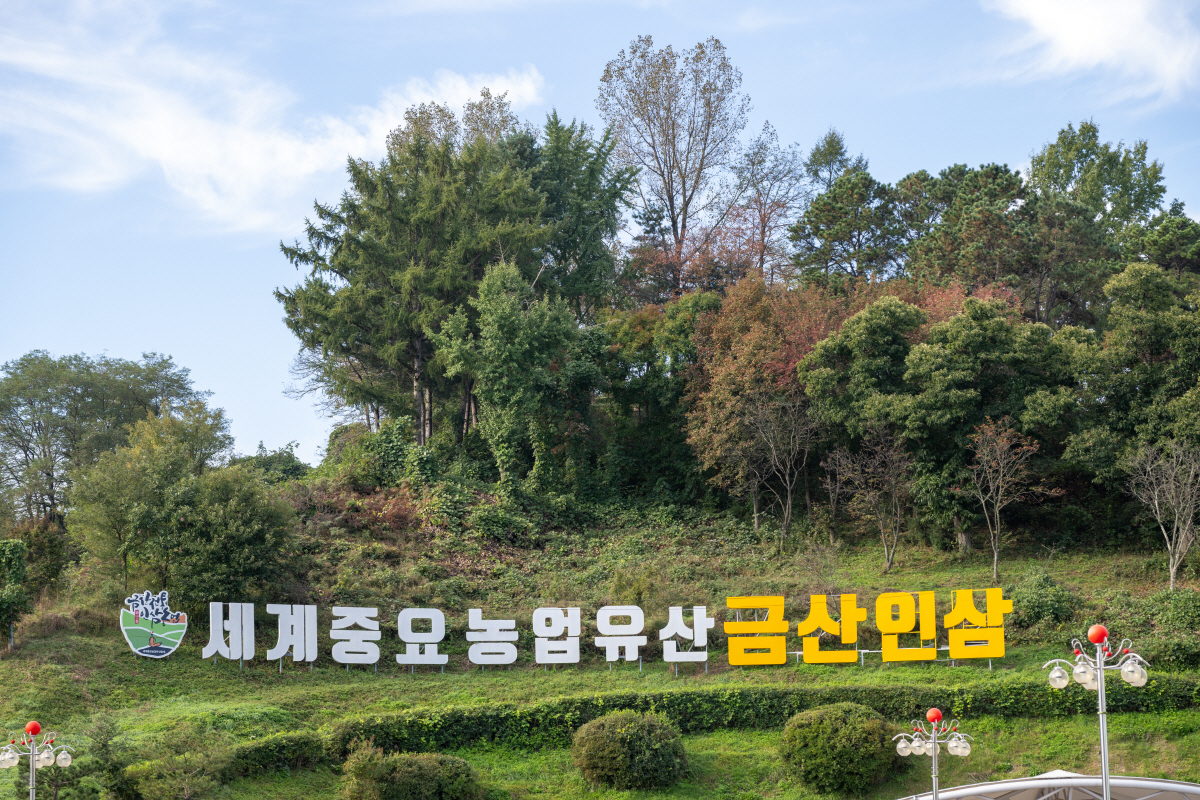 추위 거뜬, 기쎈 금산…맛있는 겨울, '인삼 정원'으로의 초대