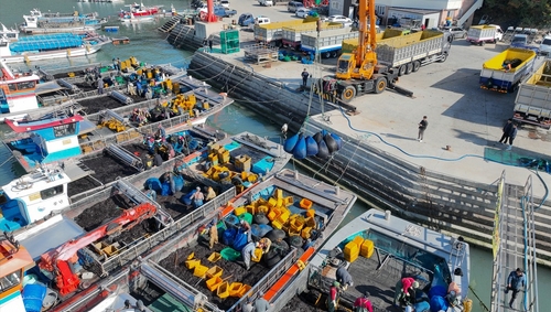 [픽! 완도] 'K-김 본고장' 전남 완도 햇김 위판 한창