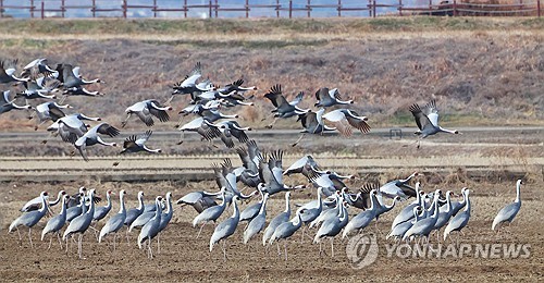 겨울철새 굶지 않도록…창원시, 주남저수지 볍씨·미꾸라지 준비