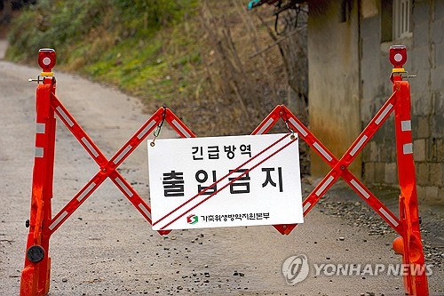 울산 올해 아프리카돼지열병 바이러스검사 1천204건 모두 '음성'