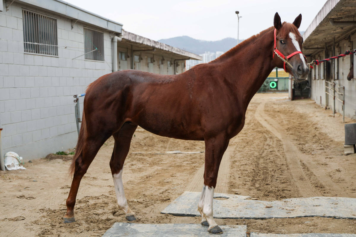 새로운 단거리 경주…제1회 KRA 스프린트 관전포인트