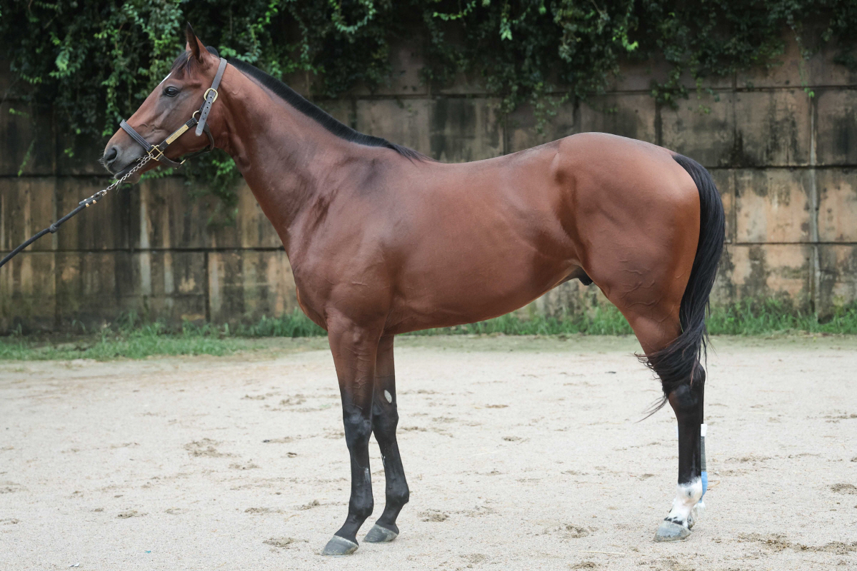 새로운 단거리 경주…제1회 KRA 스프린트 관전포인트