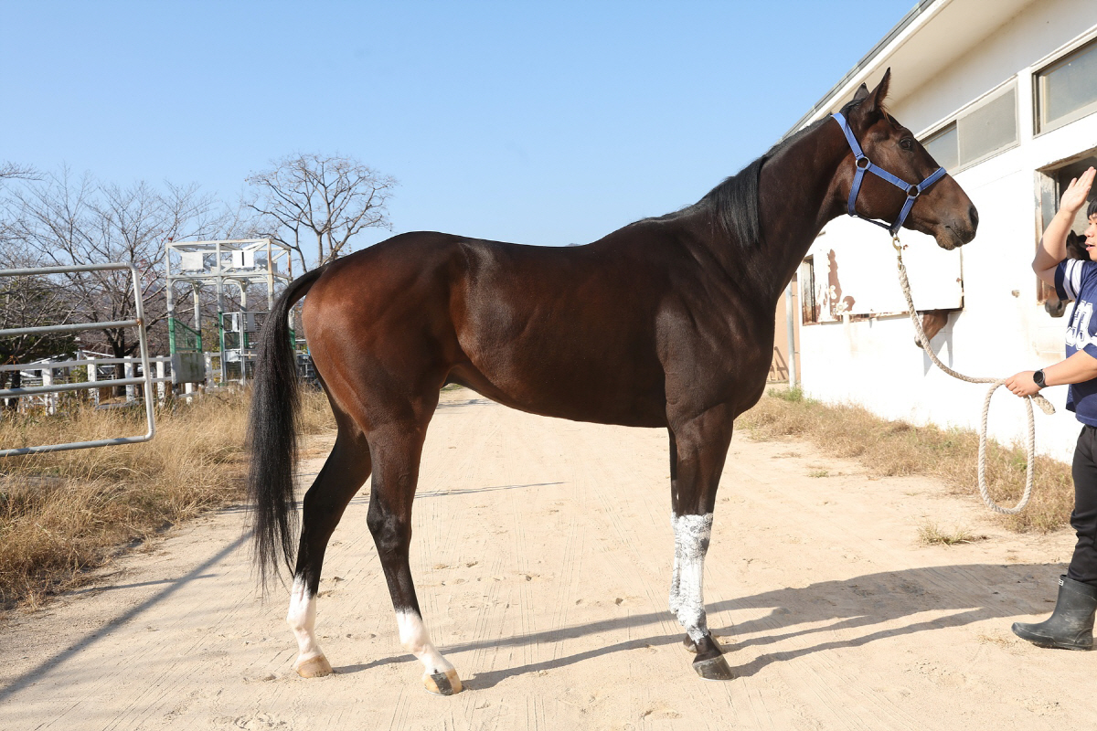 새로운 단거리 경주…제1회 KRA 스프린트 관전포인트