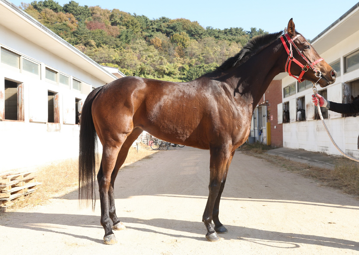 새로운 단거리 경주…제1회 KRA 스프린트 관전포인트