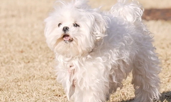 구성환, 꽃분이와 이별한다..."곧 있으면 짧은 이별 하는데" ('나혼산…