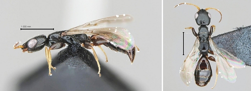 '침벌' 신종 DMZ 인근서 발견…국제 학술지 게재