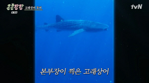 도경수, 일생일대 경험했다...고래상어 마주치자 