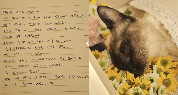 김정난, 안타까운 소식..“19살 고양이 딸, 잠시만 안녕”