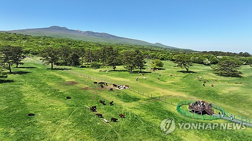 제주시 용강동 제주마 방목지를 찾은 관광객이 초원에 방목된 천연기념물 제주흑우와 제주마를 구경하고 있다. 2025.5.4 [연합뉴스 자료사진]