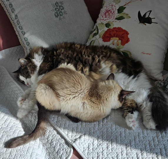 19년 함께한 딸 잃은 '55세' 김정난, 남겨진 고양이도 우울증..."…