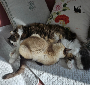 19년 함께한 딸 잃은 '55세' 김정난, 남겨진 고양이도 우울증...