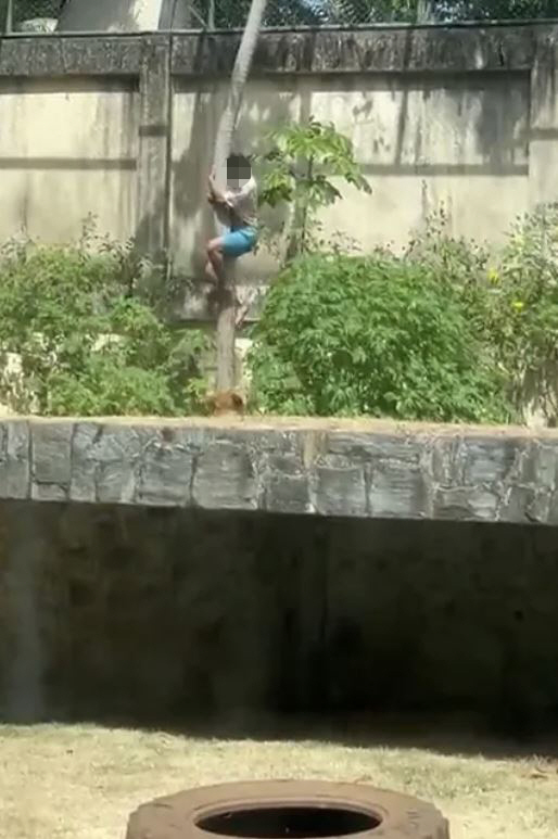 사자 우리에 들어간 19세 청년, 결국 참변…"사자에 대한 집착 심해"