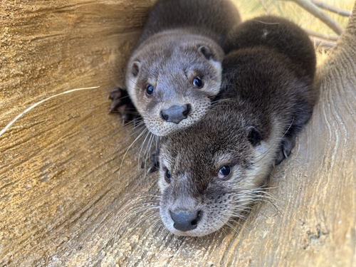 충주아쿠아리움, 천연기념물 수달 2마리 보호·전시