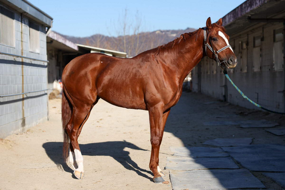 강추위 속 4등급 1200m 혈투, 승자는