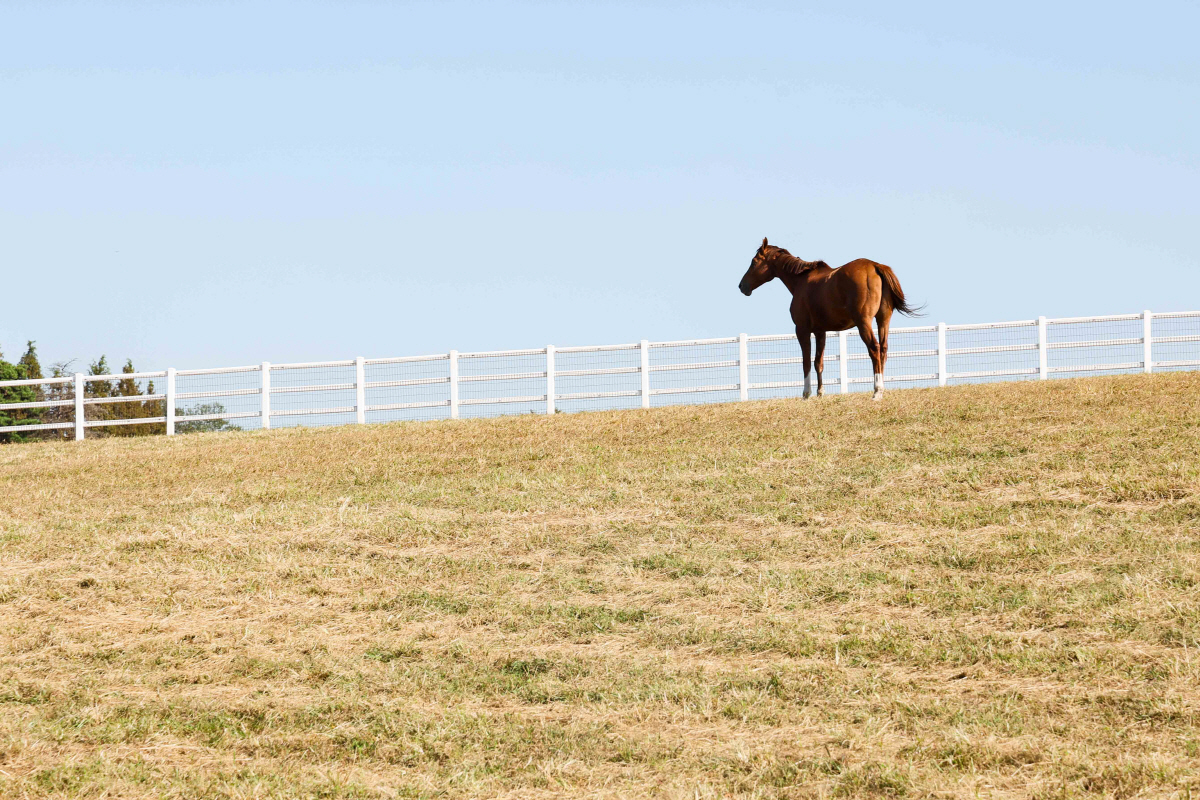 명예경주마 4두 추가 선정