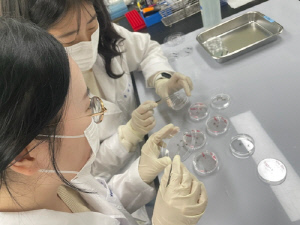 올해 청주도심 모기 발생량 작년 절반 수준…