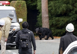 日 '곰 습격' 사상자 역대 최다…8개월간 230명