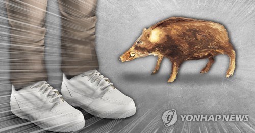양양군, 유해야생동물 1천510마리 포획…ASF 확산 차단 총력