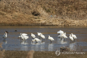 논산 연산천서 노랑부리저어새 20여마리 월동…역대 최고 개체수