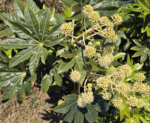 천연기념물 '통영 비진도 팔손이' 유전자 지도 완성