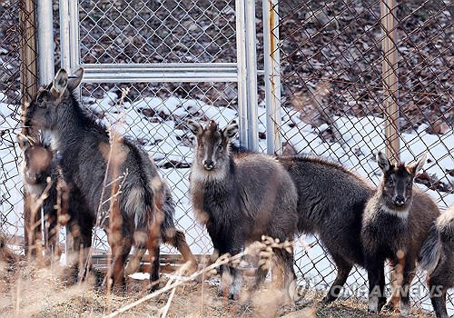 양구 산양?사향노루센터, 국가유산보호 유공 대통령 표창 받아