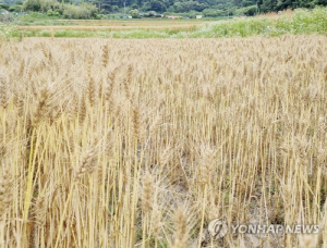 올해 전략작물직불금 2천266억원 지급…면적 7% 늘어 최대