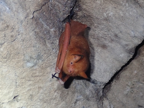 울진 왕피천서 멸종위기 붉은박쥐·토끼박쥐 서식 확인