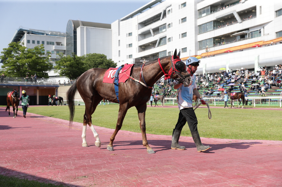 단 1분의 속도전…1200m 1등급 스프린트 결전, 누가 웃을까