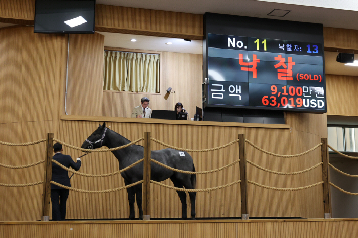 올해 마지막 경주마 경매…총 낙찰액 19억원 돌파
