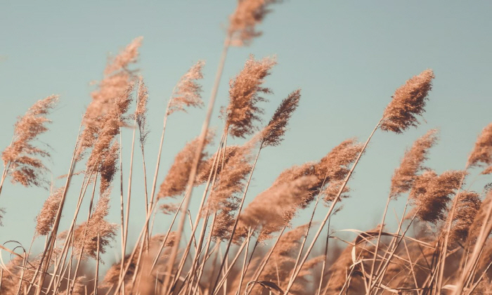 입안에 들어간 갈대잎 뱉었다가 벌금 50만원, 이유가 '황당'