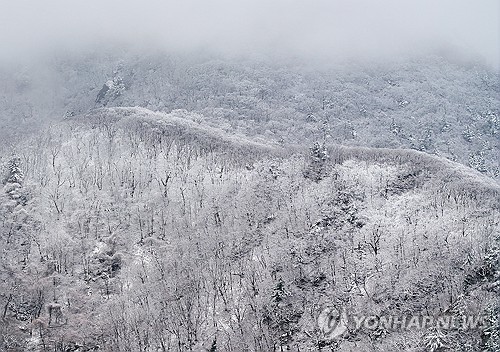 강원 산지·동해안 내일까지 최대 10㎝ 눈 소식