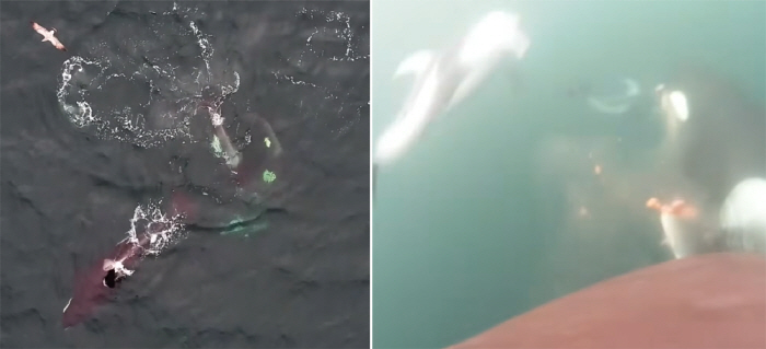 범고래·돌고래, 협력 연어 사냥 최초 포착…함께 먹이 나누기도