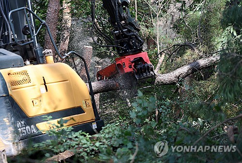 홍성 서부면에서 소나무재선충병…반출금지 2만9천430㏊로 확대
